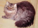 Персидская кошка Саманта
